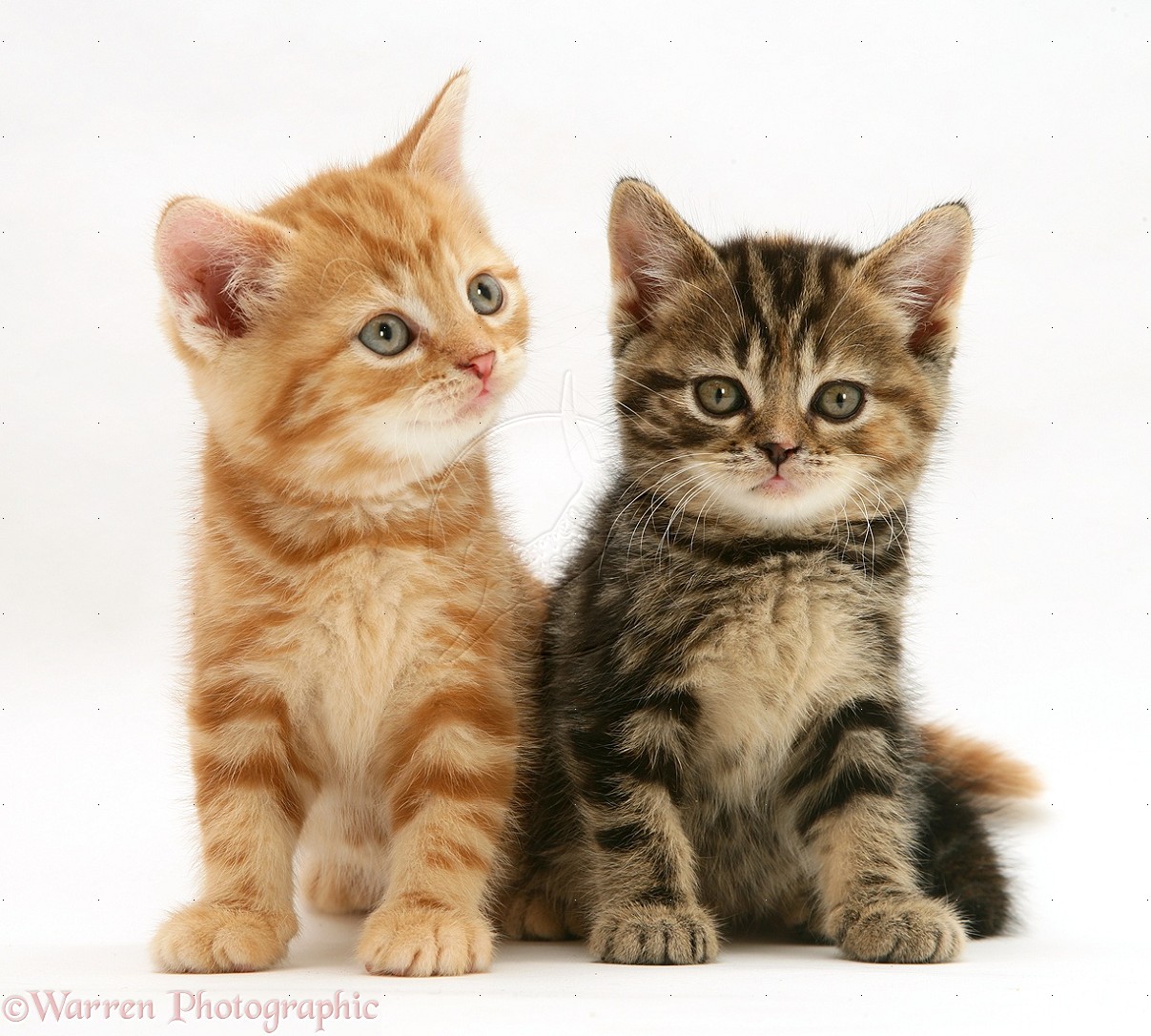 British Shorthair red tabby and tabby-tortoiseshell kittens